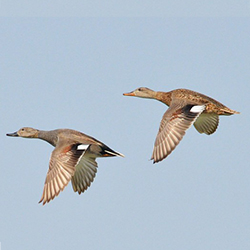 gadwall