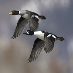 golden_eye_duck