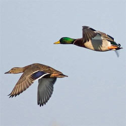 mallard