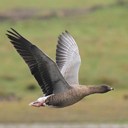 pinkfoot