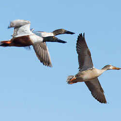 shoveler