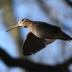 woodcock